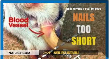 Cutting Dog Nails: The Dangers of Going Too Short