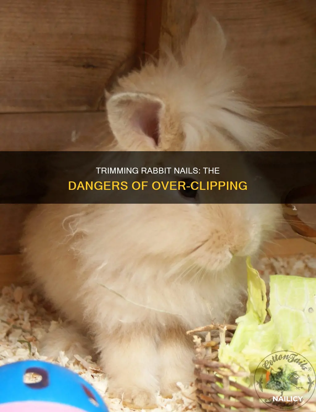 what happens if i cut my rabbits nails too short