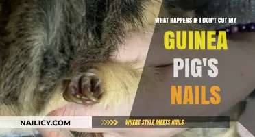 Long Nails: A Painful Problem for Your Guinea Pig