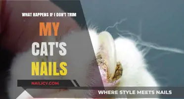 Cat Claw Chaos: The Dangers of Ignoring Nail Trims