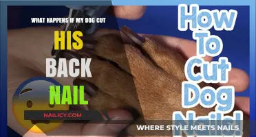 Dog's Cut Nail: First Aid and Treatment