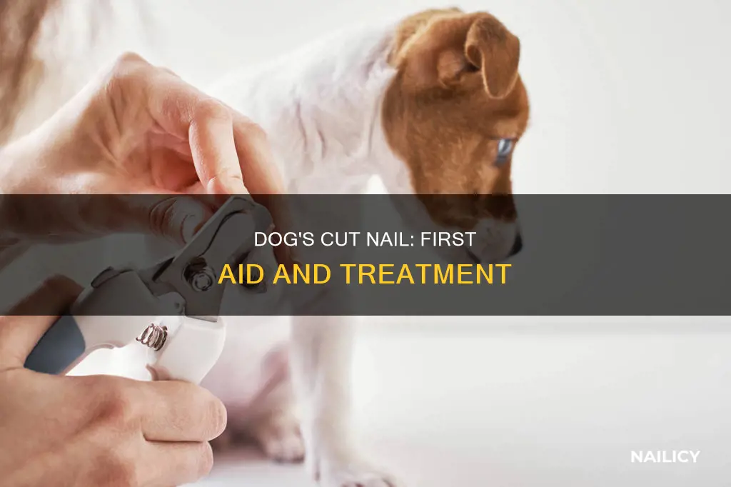 what happens if my dog cut his back nail