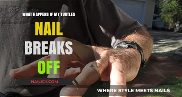 Broken Turtle Nail: Causes, Care, and Recovery Tips for Owners