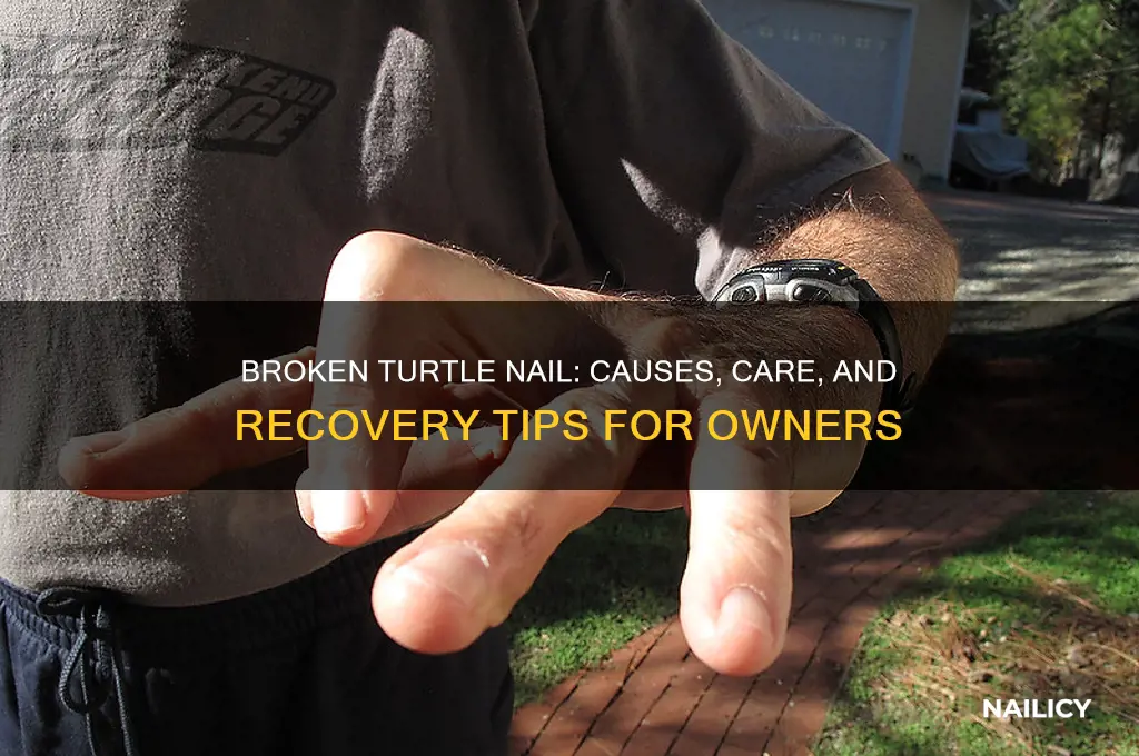 what happens if my turtles nail breaks off