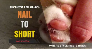 Cat Nail Clipping: Short Nails, Big Problems