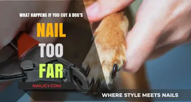 Cutting Dog Nails: The Dangers of Over-Trimming