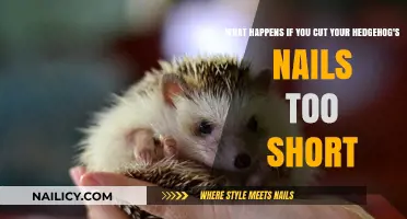 Trimming Hedgehog Nails: The Dangers of Over-Clipping