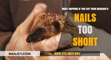 Trimming Hedgehog Nails: What You Need to Know