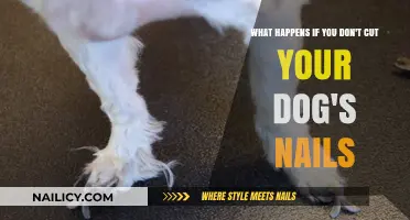 Long Nails: A Painful and Dangerous Affair for Your Dog