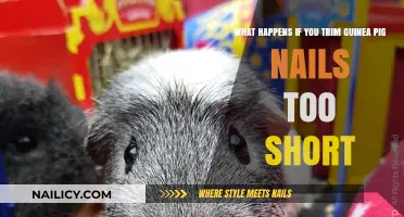 Trimming Guinea Pig Nails: The Dangers of Over-Clipping