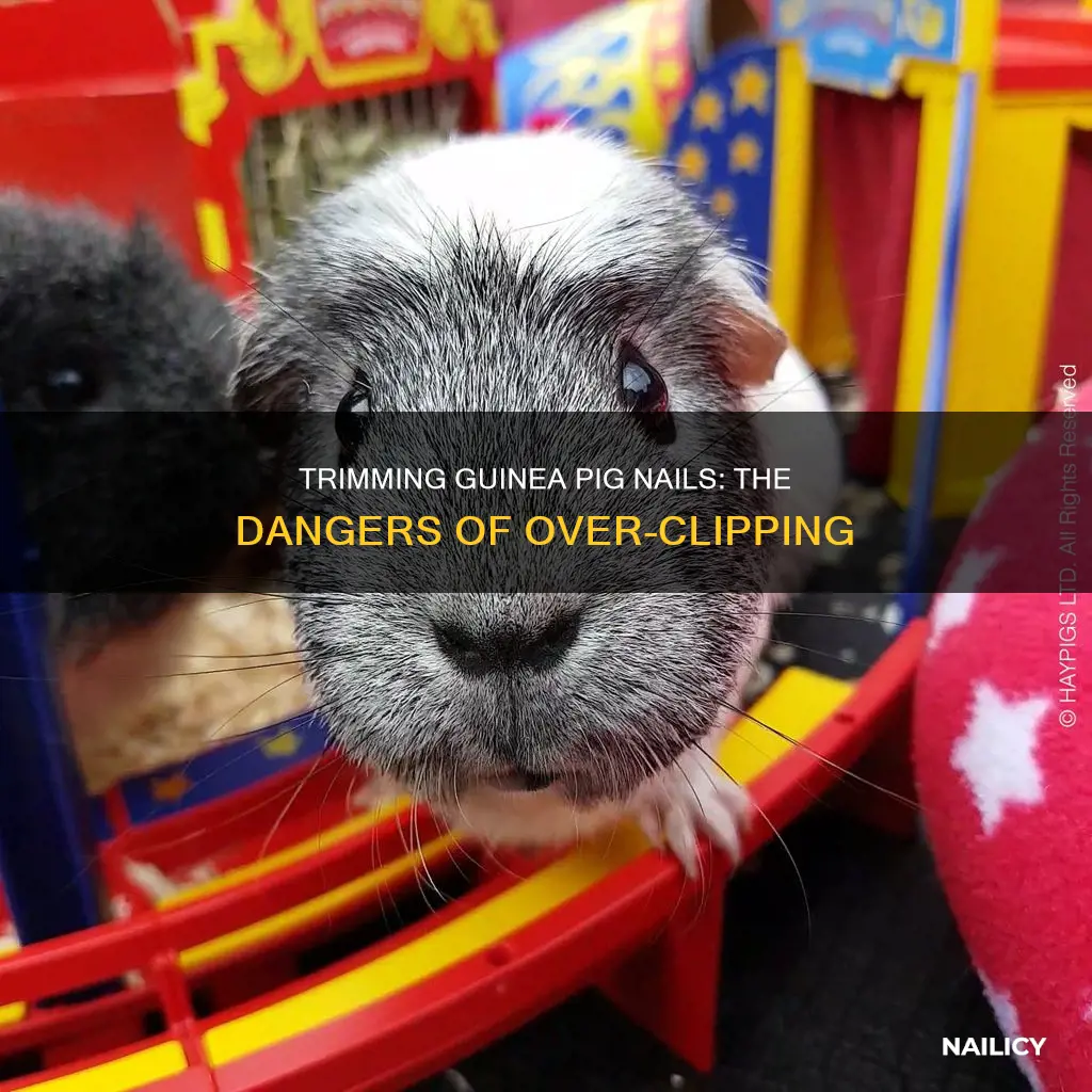 what happens if you trim guinea pig nails too short