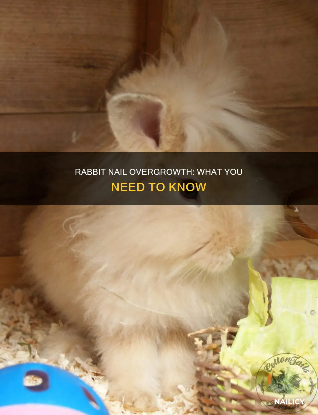 what happens if yoyr rabbits nails become to long