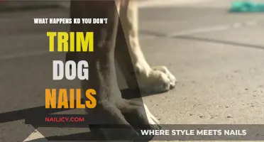 Long Nails: A Painful and Dangerous Deal for Dogs