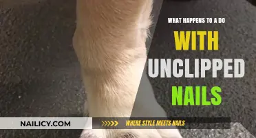 Unclipped Dog Nails: Risks, Discomfort, and Preventive Care Tips
