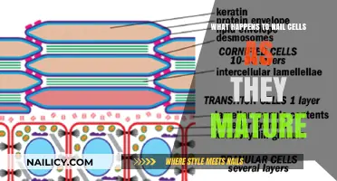 Nail Cell Maturation: Unveiling the Journey from Growth to Hardening
