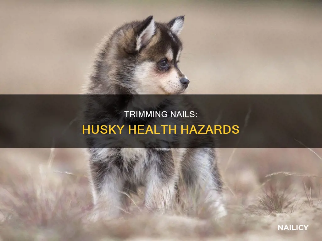 what happens when a huskys nails are cut to short
