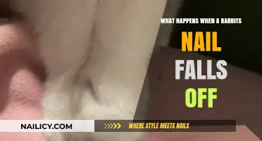 Rabbit Nail Loss: Causes, Care, and Recovery Explained