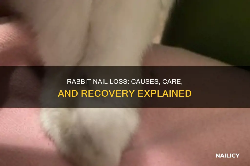 what happens when a rabbits nail falls off