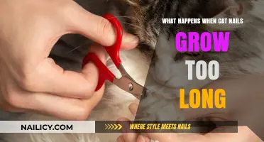 Long Cat Nails: Painful and Dangerous