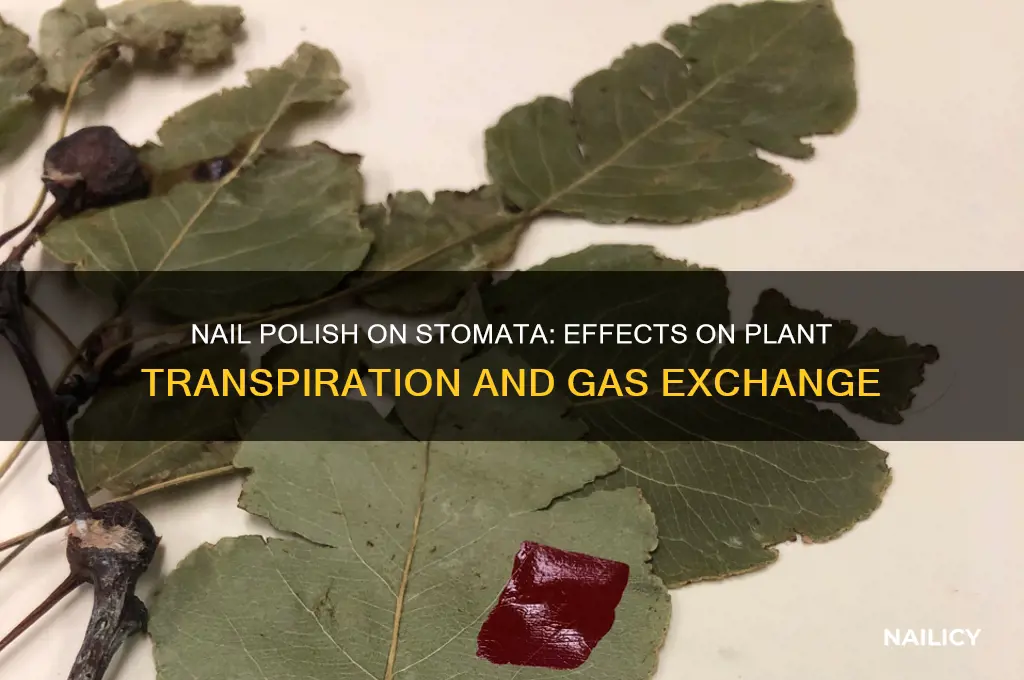 what happens when stomata are closed with nail polish