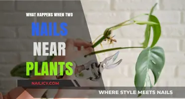 Nails Near Plants: Surprising Effects on Growth and Soil Health