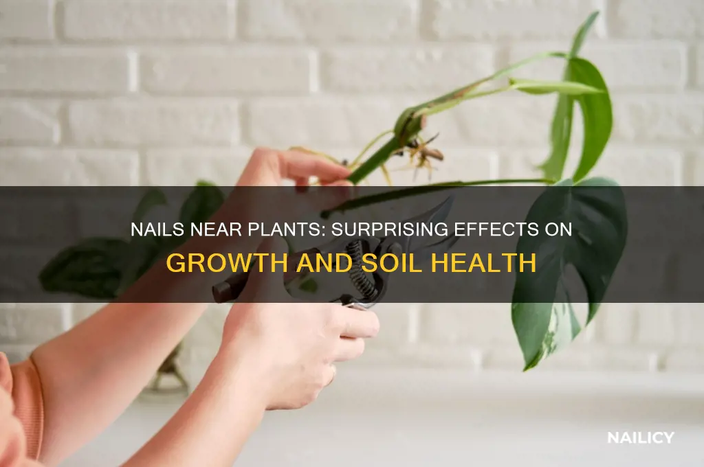 what happens when two nails near plants