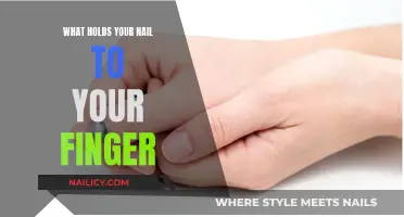 The Science of Nails: How They Stick to Fingers