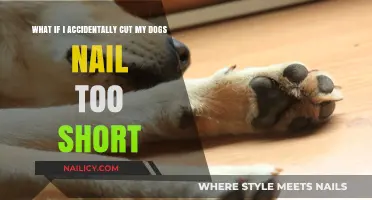How to Handle a Dog's Over-Trimmed Nails
