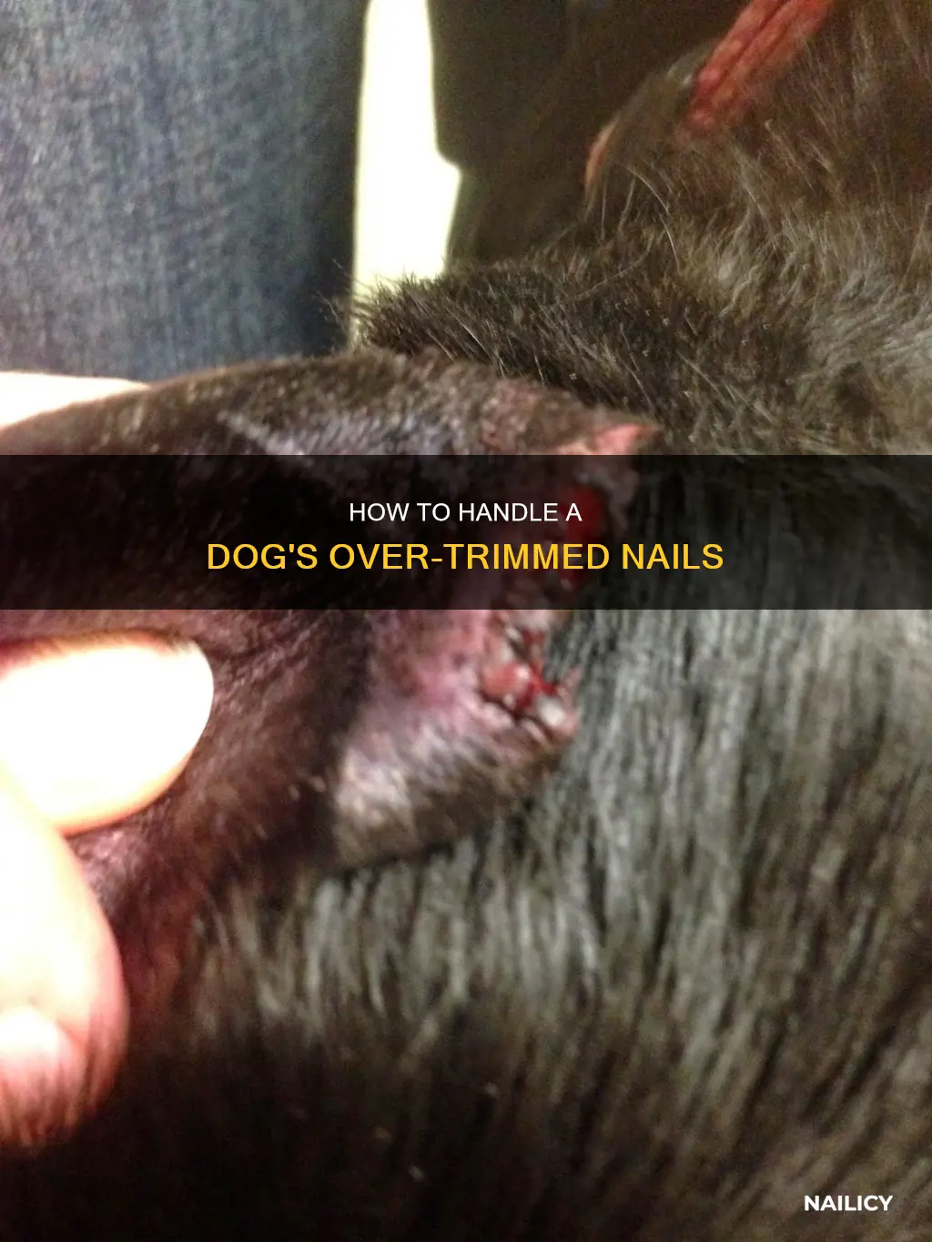 what if i accidentally cut my dogs nail too short