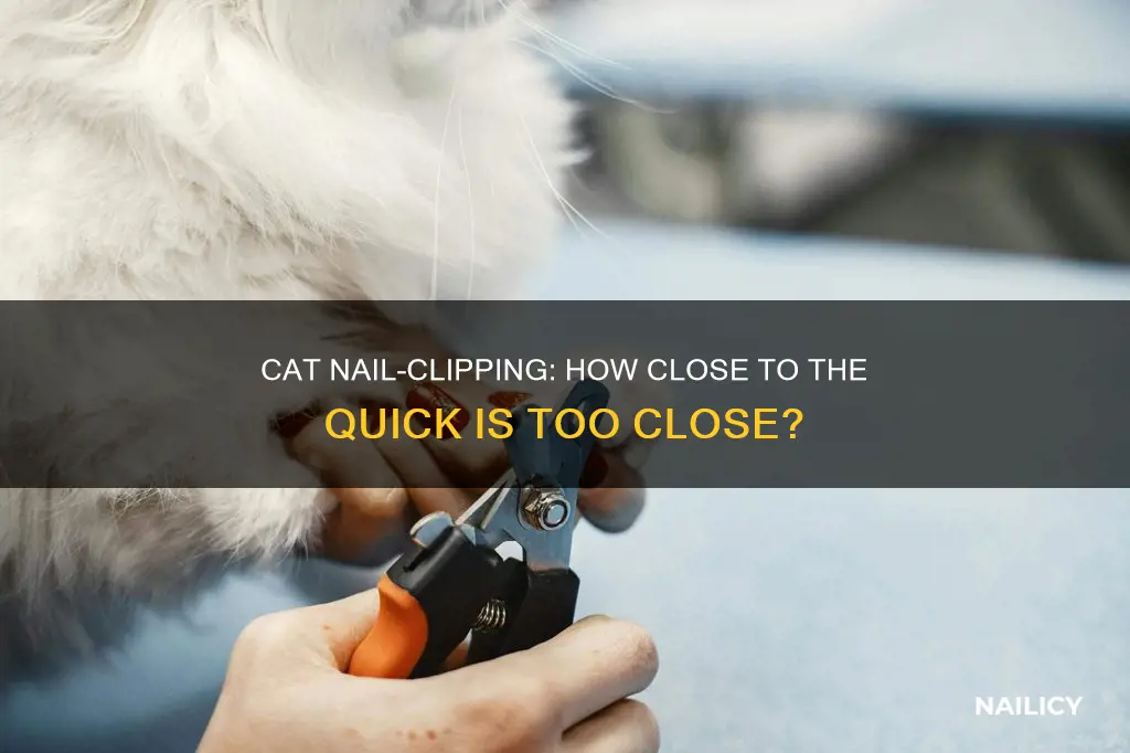 what if i cut my cat
