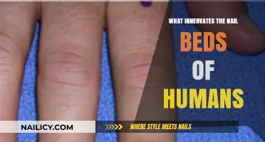 Understanding the Nerve Supply to Human Nail Beds: A Comprehensive Guide