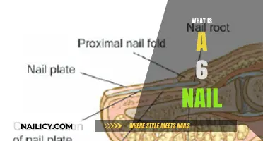 Exploring the Anatomy of a Six-Nail: Structure and Function