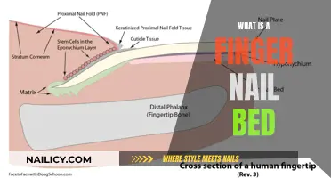 Uncover the Mystery: Understanding Your Finger Nail Bed