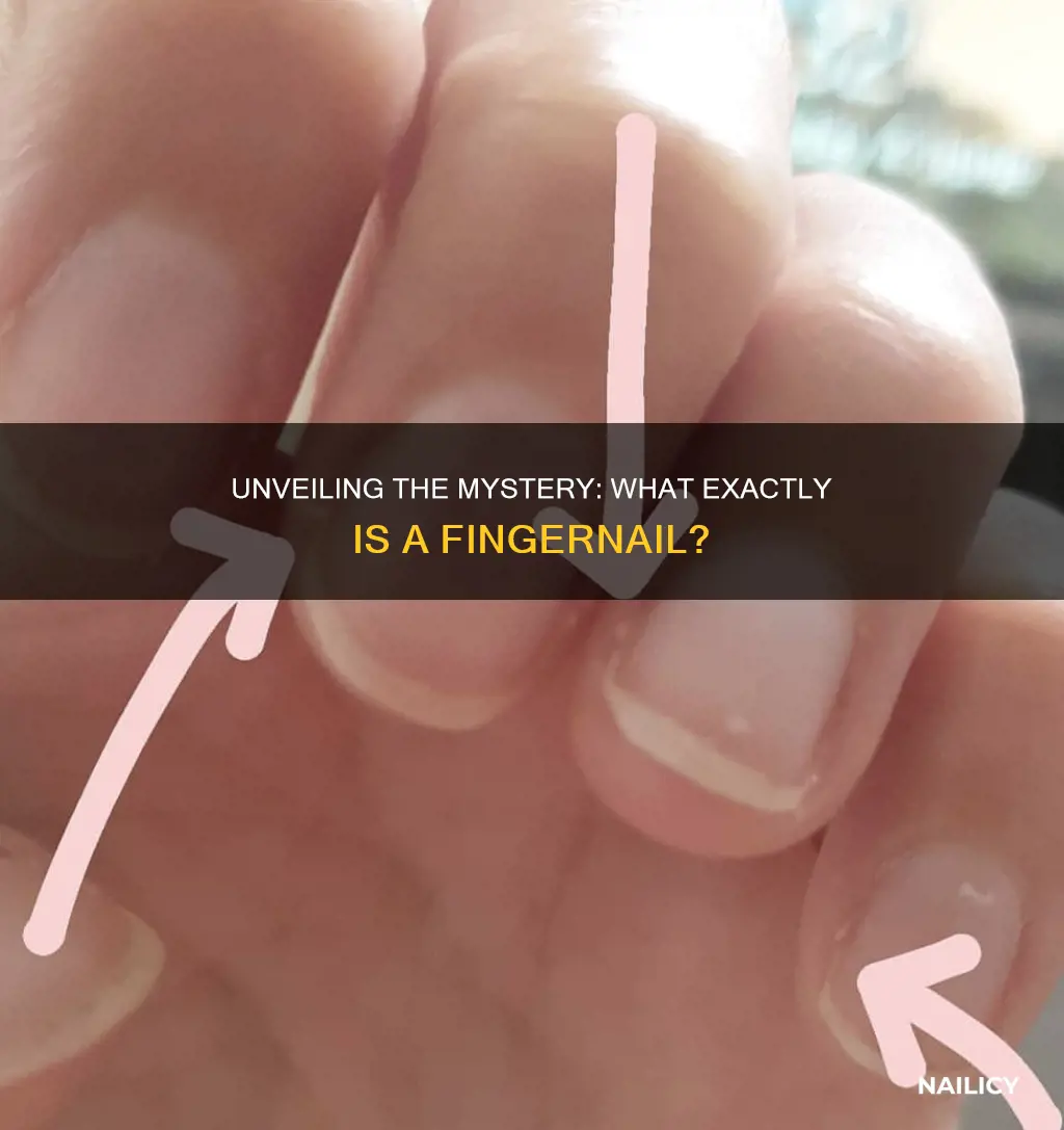 what is a finger nail