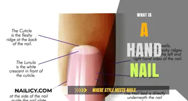 Exploring the Anatomy and Function of Human Fingernails