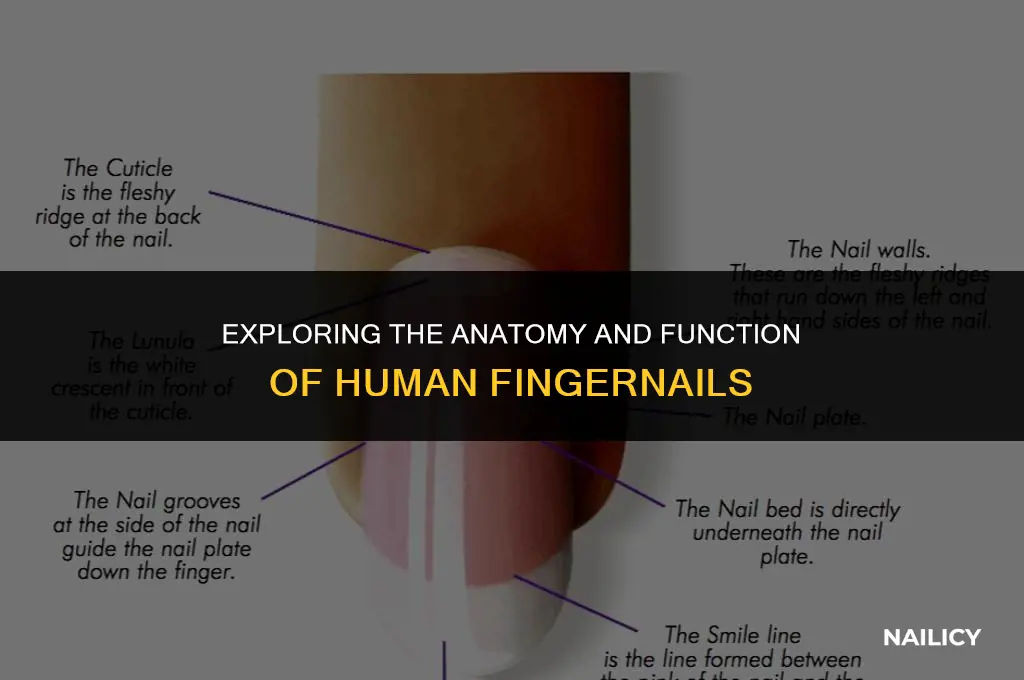 what is a hand nail