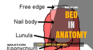 Understanding the Nail Bed: Anatomy, Function, and Importance Explained