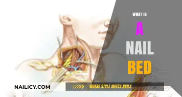 Understanding the Nail Bed: Structure, Function, and Common Issues