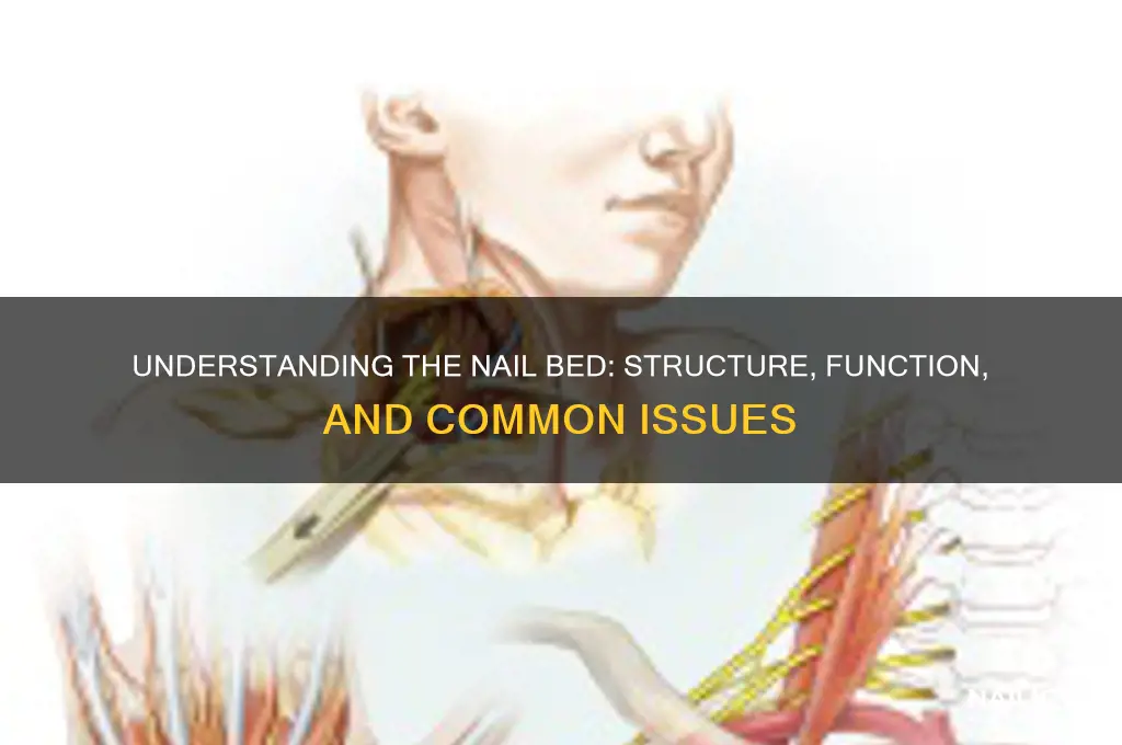 what is a nail bed
