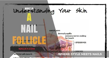 Understanding Nail Follicles: Structure, Function, and Common Issues Explained