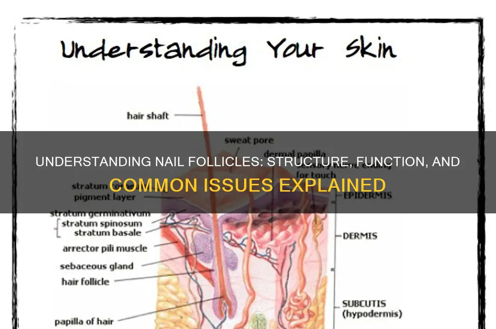 what is a nail follicle