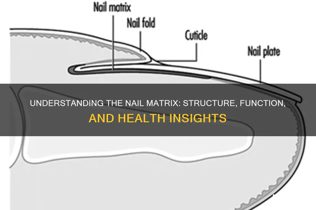what is a nail matrix