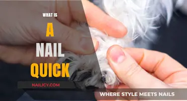 Understanding the Nail Quick: Essential Care and Common Myths Explained