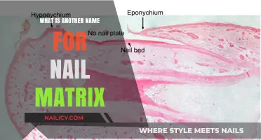 Understanding the Nail Matrix: Alternative Names and Key Functions Explained