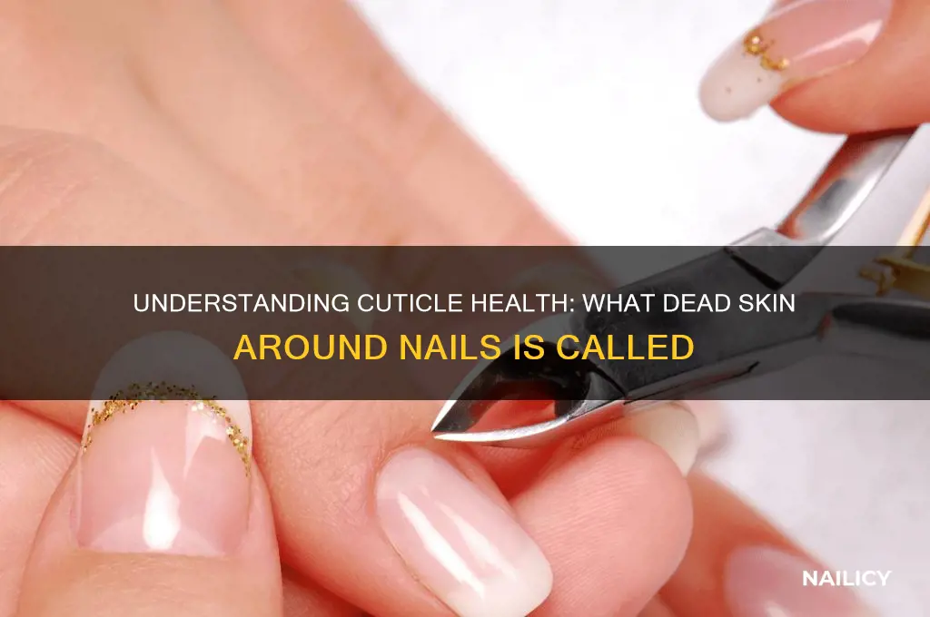 what is dead skin around nails called