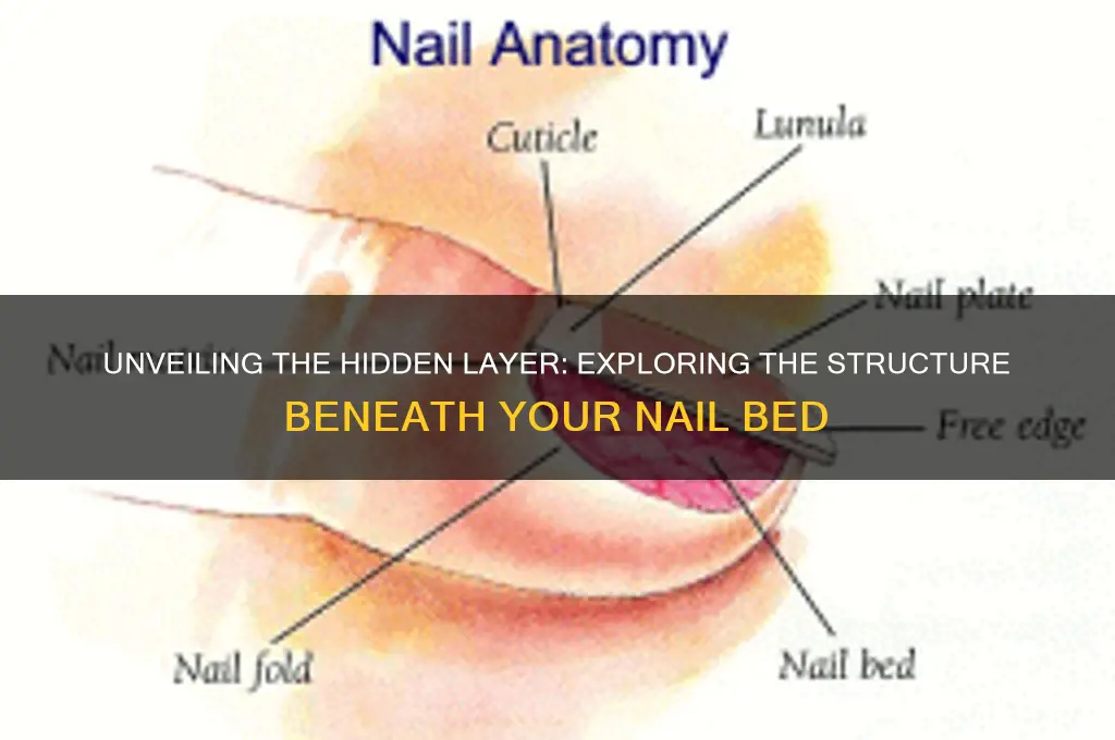 what is directly 7nder the nail bed