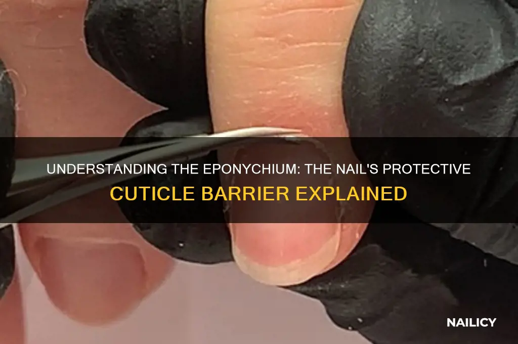 what is eponychium of nail