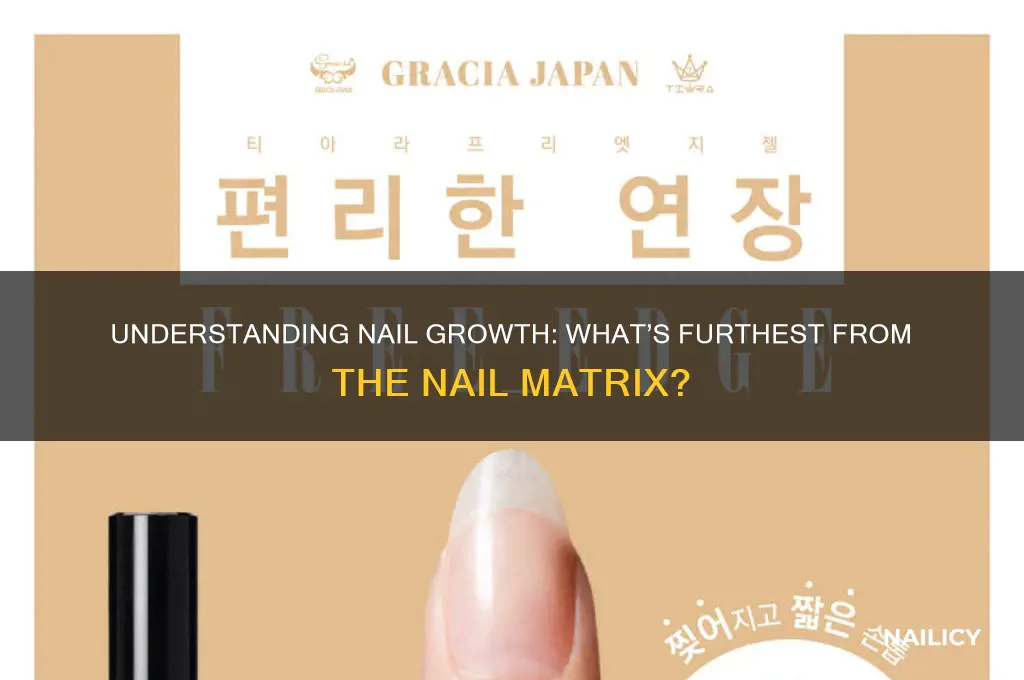 what is furthest from the nail growth center
