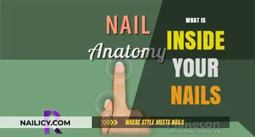Unveiling the Hidden Layers: Exploring the Intricate Anatomy of Your Nails