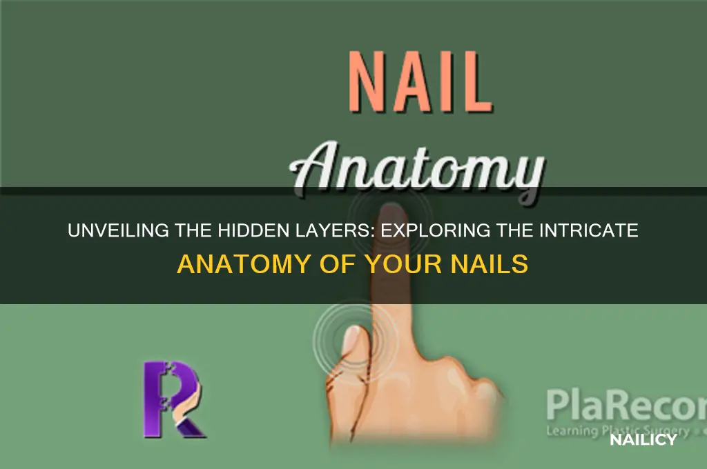 what is inside your nails